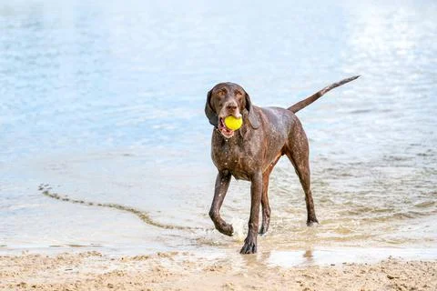 Detailed German Short haired Pointer. The dog plays with a tennis ball in its Stock Photos