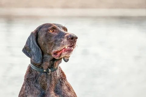 Detailed German Short haired Pointer head, GSP dog sits on the beach of a lak Stock Photos