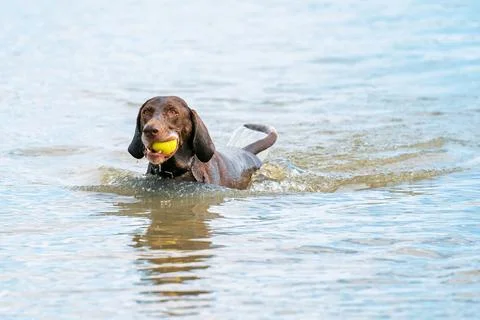 Detailed German Short haired Pointer. The dog swims in the blue lake with a Stock Photos