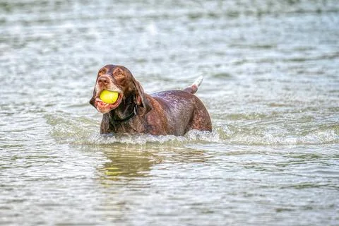  Detailed German Short haired Pointer. The dog swims in the blue lake with... Stock Photos