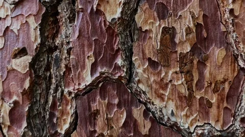 Detailed Giant Sequoia Bark Texture Stock Footage 345511443
