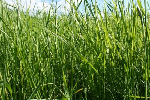 Detailed grass 写真素材