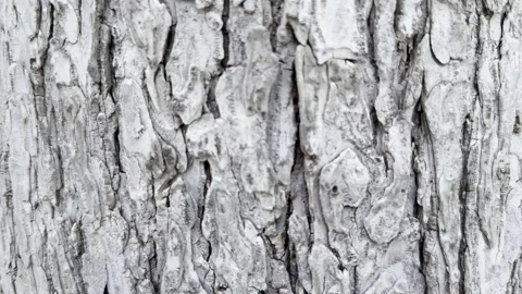 Detailed Gray Brown Tree Bark Texture Background Stock Footage 345845012