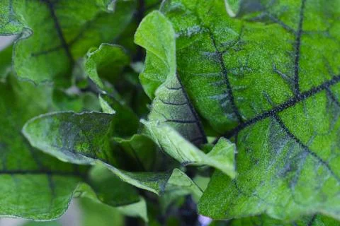 Detailed Green Leaf Macro Texture with Intricate Veins Organic Botanical Na.. Stock Photos