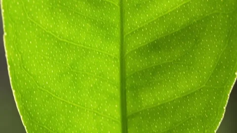 Detailed Green Mandarin Leaf in Macro With Natural Translucent Texture 스톡 동영상 346510163