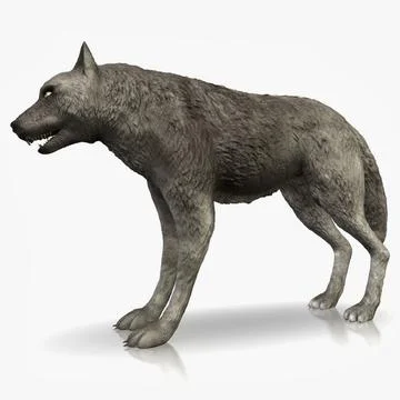 Detailed Grey Wolf 3D Model