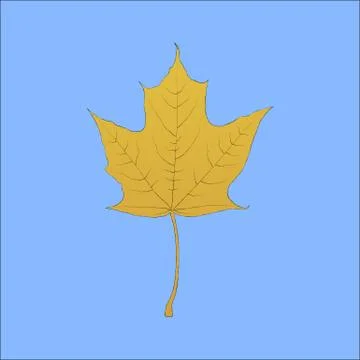 Detailed hand drawn maple leaf Stock Illustration