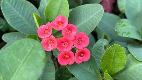 A detailed, high-angle view captures a cluster of vibrant Crown of Thorns blo Foto stock