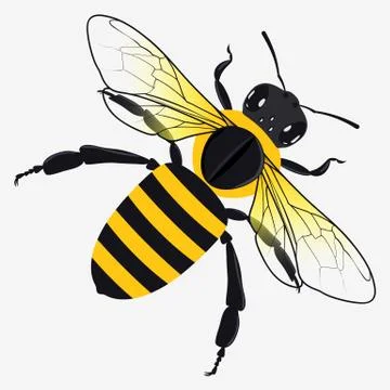 Detailed Honey Bee Vector Illustration Stock Illustration