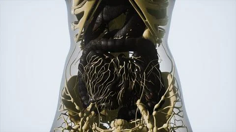 Detailed human digestive system anatomy Stock Illustration