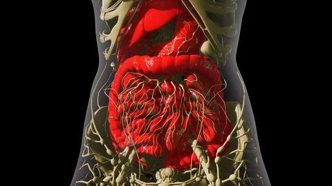 Detailed human digestive system anatomy Stock Illustration