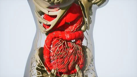 Detailed human digestive system anatomy Stock Illustration