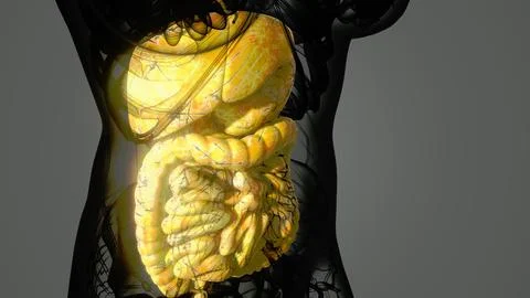 Detailed human digestive system anatomy Stock Illustration