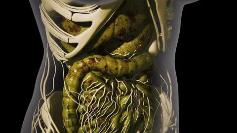 Detailed human digestive system anatomy Stock Illustration
