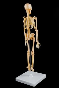 Detailed Human Skeleton Model from the Back on Black Background 스톡 사진
