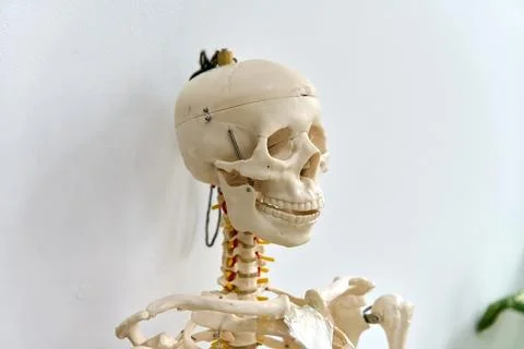 Detailed human skeleton model with neutral background and soft lighting sid.. Foto stock