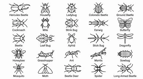 Detailed illustrations of various insect types on white background for educ.. イラスト素材