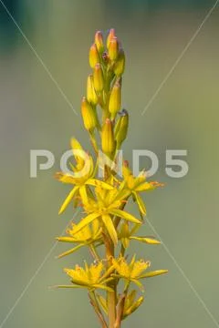Detailed image of Bog Asphodel flower Stock Photos