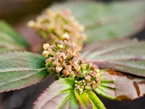 Detailed image capturing an exotic plant's flower bud cluster amidst textur.. Stock Photos