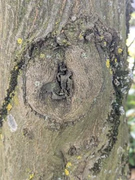 Detailed Image Capturing Natural Textures And Microscopic Habitats Present 스톡 사진