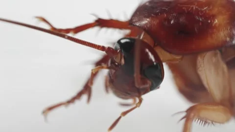 Detailed image of a cockroach on white background, highlighting its Stock Footage 278476896