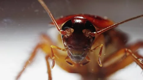 Detailed image of a cockroach on white background, highlighting its Stock Footage 278476904