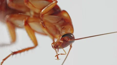 Detailed image of a cockroach on white background, highlighting its Stock Footage 283381733
