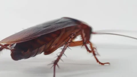 Detailed image of a cockroach on white background, highlighting its Stock Footage 283381788