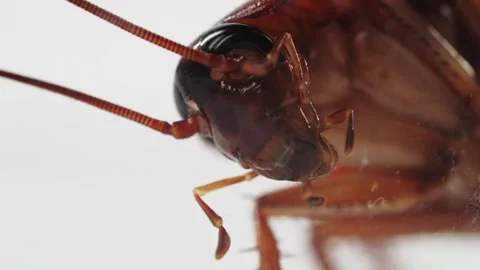 Detailed image of a cockroach on white background, highlighting its Stock Footage 283381817