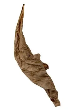 Detailed image of a dried leaf, isolated on a white background Stock Photos