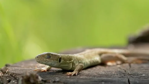 Detailed image of lizard sitting on stone in the sunlight (lacerta viridis) Stock Footage 150963114