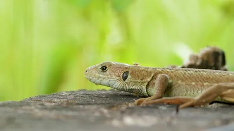 Detailed image of lizard sitting on stone in the sunlight (lacerta viridis) Stock Footage 150963475
