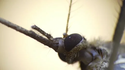 Detailed image showcasing insect antennae and compound eyes for educational Stock Footage 343902853
