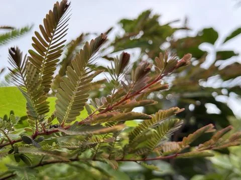 Detailed image of a tiny ant walking across vibrant green and red tamarind le Foto stock