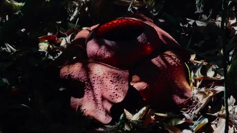 Detailed Insect Interaction with Decaying Rafflesia Video stock 337626109