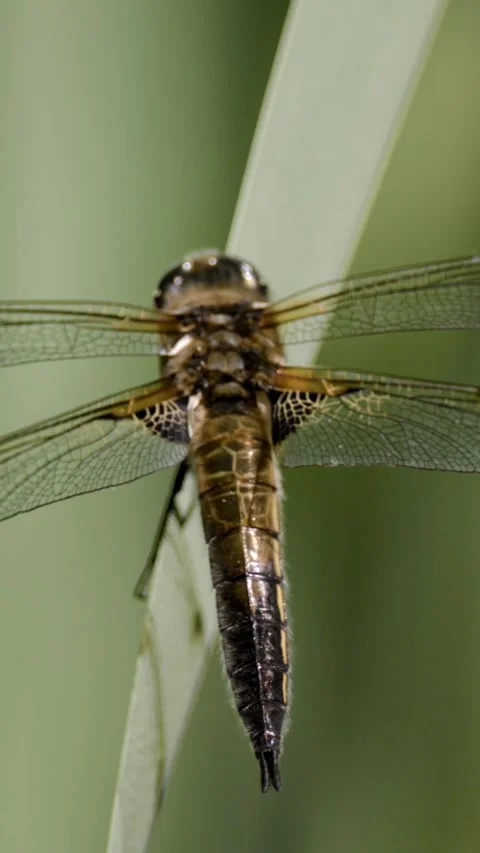 Detailed Insect Observation. Clear View Of Dragonfly Features Stock Footage 335848537