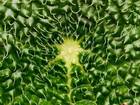 Detailed kale leaf pattern design. Closeup of kale leaf with radiating curl.. Stock Photos