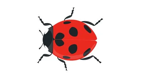 Detailed ladybug vector illustration Stockillustratie