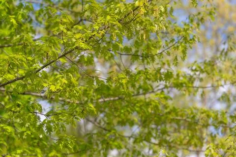 Detailed leaf pattern and branch texture study, close framing emphasizes ve.. Stock Photos