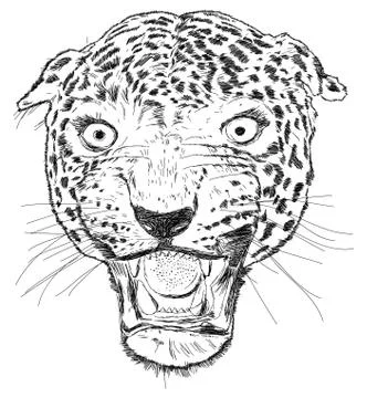 Detailed Leopard Face Vector Illustration - Handmade Stock Illustration