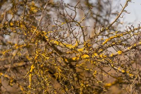 Detailed lichen network on tree limbs showing complex branching and pattern u Stock Photos
