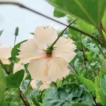Detailed low angle close up of delicate peach yellow hibiscus petals and calyx Stock Photos