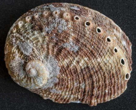 Detailed Macro of Abalone Shell macro photography Stock Photos