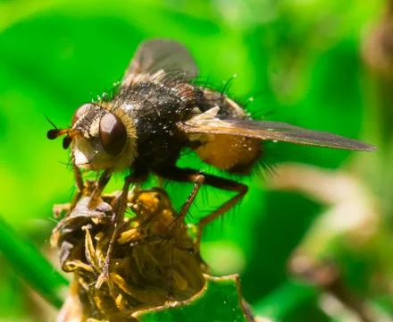 Detailed macro of big fly in the grass Stock Photos