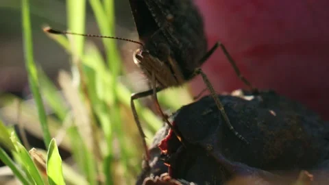 Detailed macro of butterfly on fruit Stock Footage 317980945