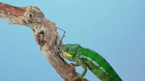 Detailed macro of chameleon eats big grey grasshopper, vivid predatory scene Stock Footage 341293199