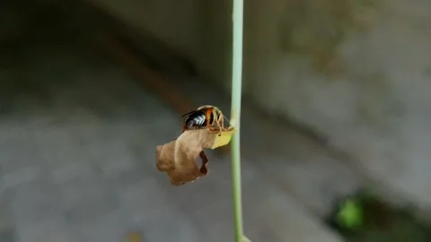 A detailed macro featuring a bee perched on a green stem Stock Footage 304063842