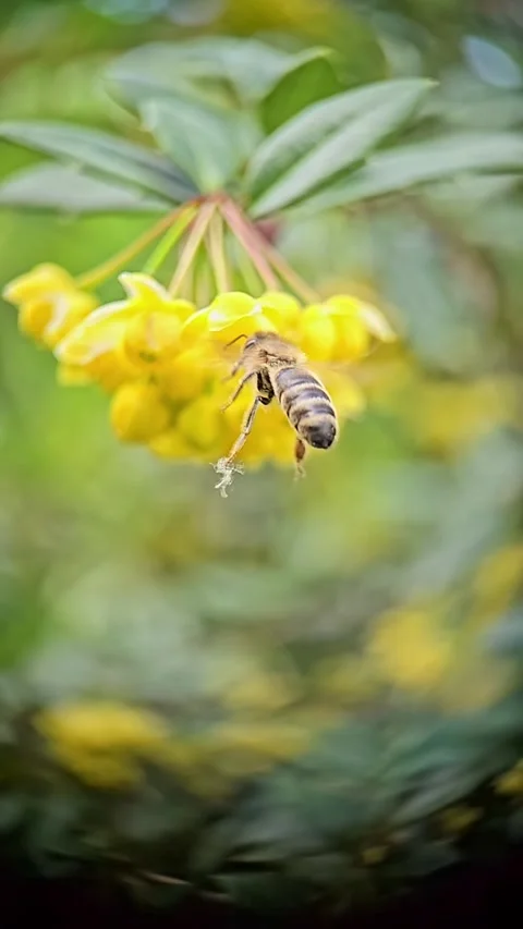 Detailed macro footage of bees visiting mahonia flowers, slow motion captur.. Stock Footage 310242409