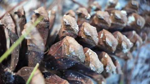 Detailed macro footage of a longleaf pine cone resting on the forest floor Stock-Footage 339056721