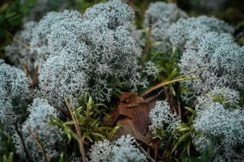 A detailed macro image of light-colored reindeer lichen growing among. Stock-Fotos